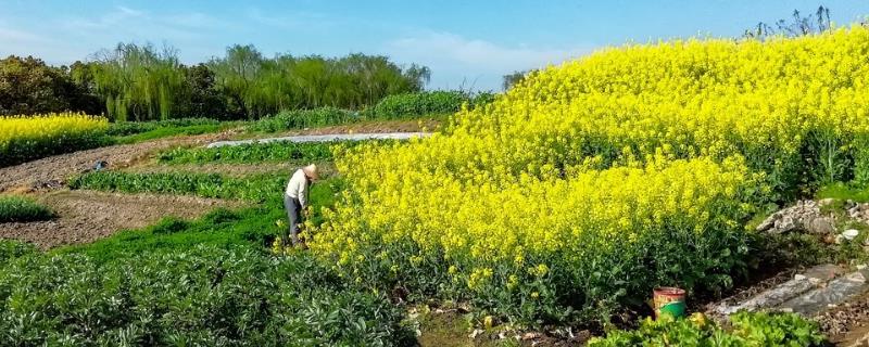 油菜不长的原因，可能是田间积水或缺肥导致的