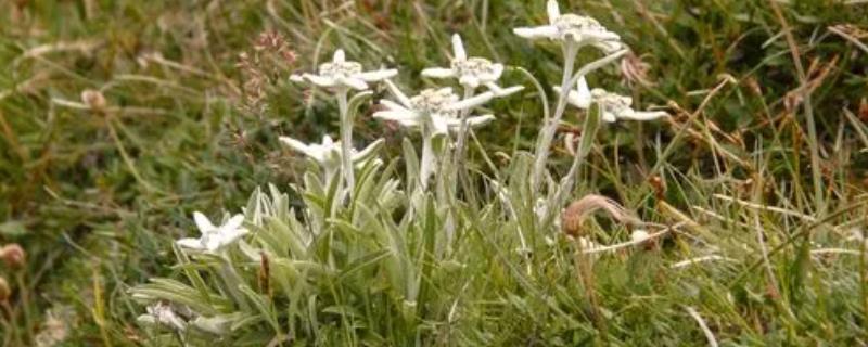 雪绒花的花语，寓意勇敢坚韧、玲珑可爱等