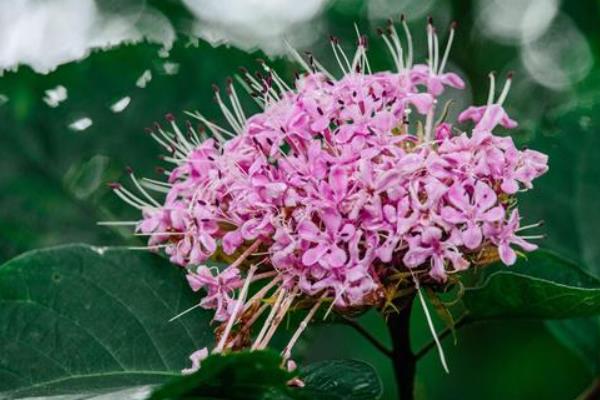 植物一年四季有何变化，从春季到冬季会逐一萌芽、展叶开花、落叶、休眠