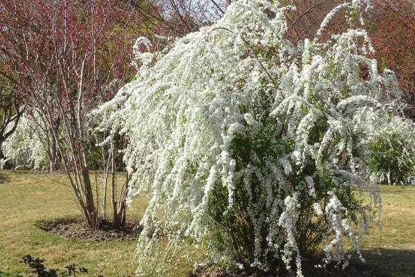 植物一年四季有何变化，从春季到冬季会逐一萌芽、展叶开花、落叶、休眠