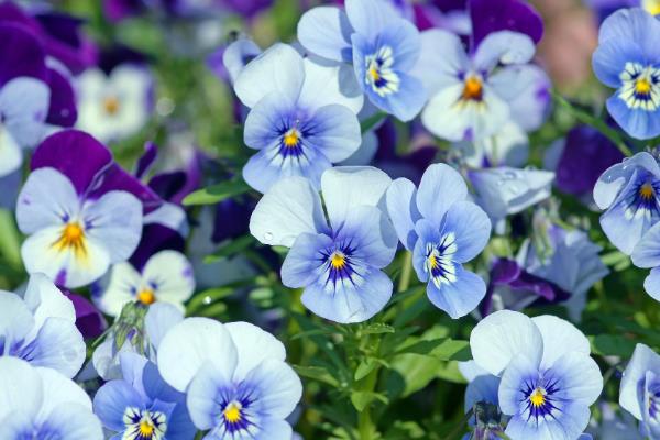 植物一年四季有何变化，从春季到冬季会逐一萌芽、展叶开花、落叶、休眠