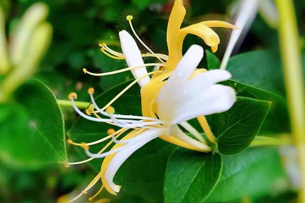 植物一年四季有何变化，从春季到冬季会逐一萌芽、展叶开花、落叶、休眠