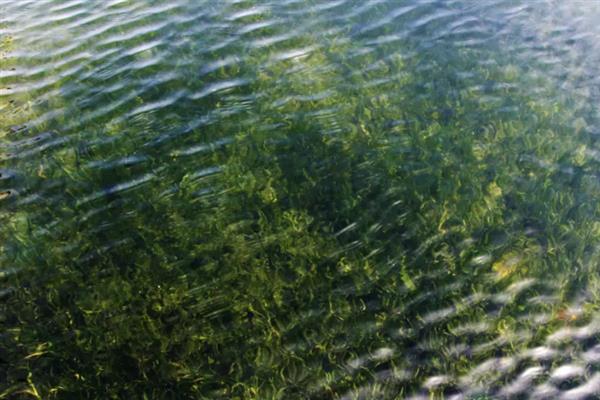 有哪些常见的水生植物，分为挺水植物、浮叶植物等