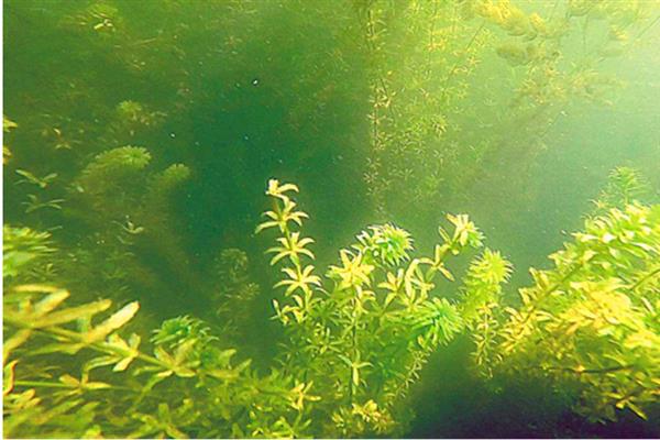 有哪些常见的水生植物，分为挺水植物、浮叶植物等