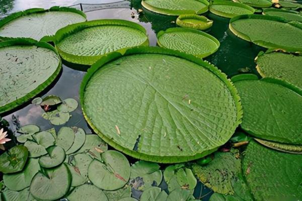 有哪些常见的水生植物，分为挺水植物、浮叶植物等