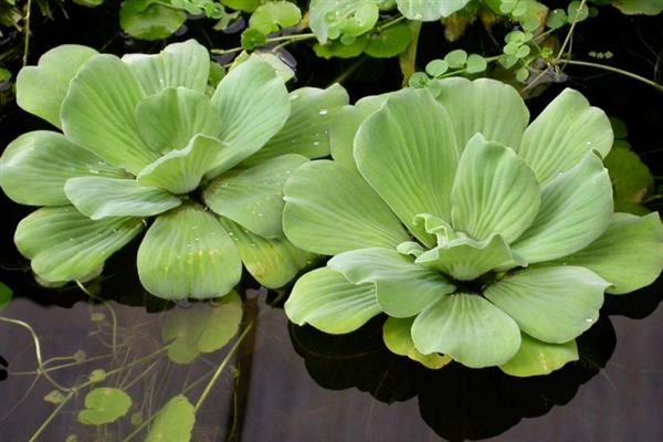 有哪些常见的水生植物，分为挺水植物、浮叶植物等