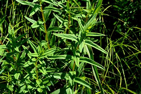 有哪些常见的水生植物，分为挺水植物、浮叶植物等