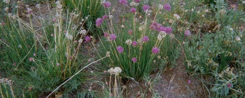 野沙葱是不是韭菜，学名叫阿尔泰葱是一种野韭菜