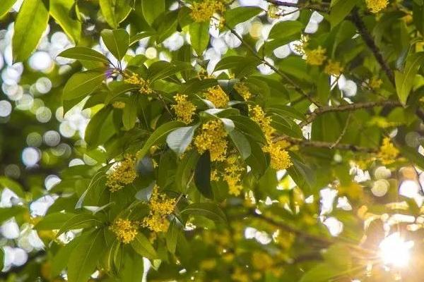 桂花的特点，四季常绿且品种繁多