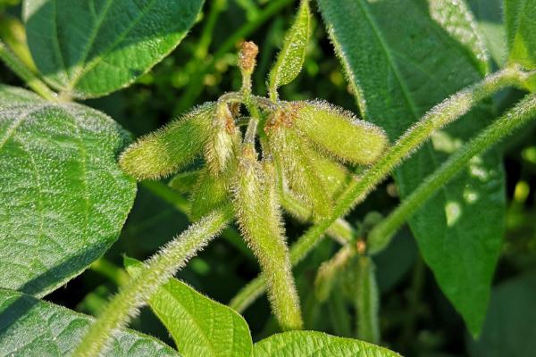 丽秋6号大豆种子简介，该品种为有限结荚习性