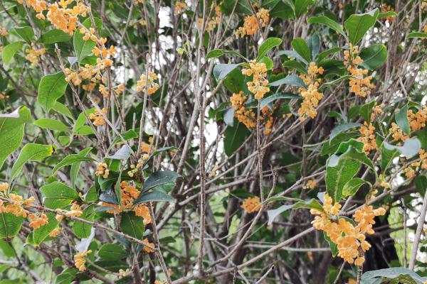 桂花树的插枝方法，气温稳定在25℃左右进行