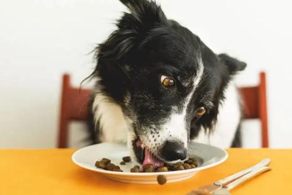 边境牧羊犬吃什么，可喂食瘦猪肉、鸡、鸭、鱼等