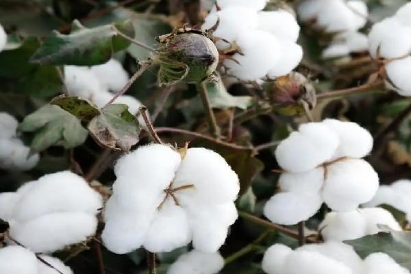 金垦1402棉花种子介绍，属高抗枯萎病