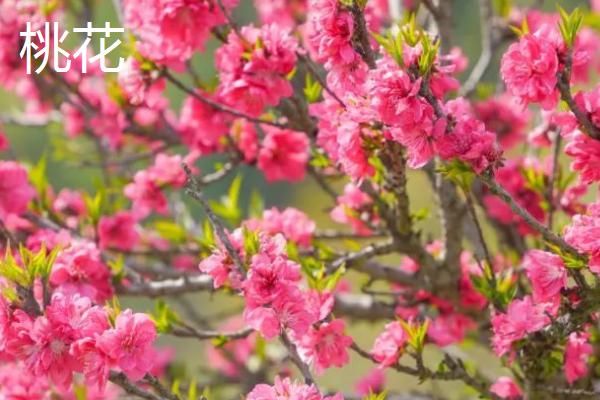 桃花和梨花有什么区别，花朵颜色、花期、花型等均不同