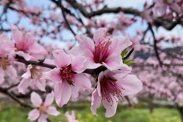 桃花和梨花有什么区别，花朵颜色、花期、花型等均不同