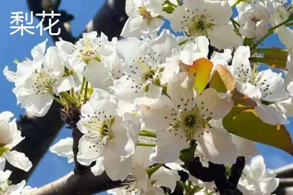 桃花和梨花有什么区别，花朵颜色、花期、花型等均不同