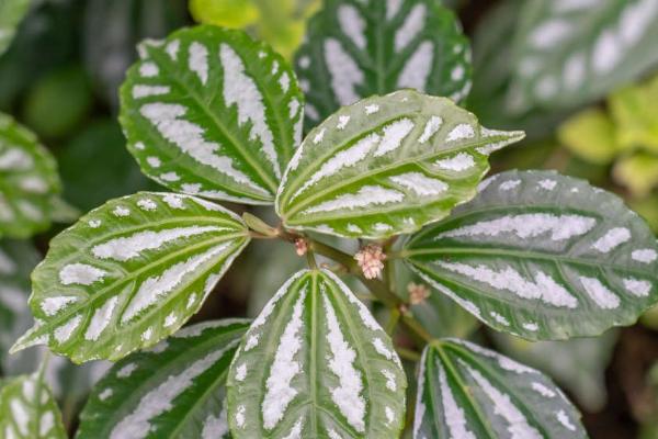 怎样养殖花叶冷水花，春秋季每周要给植株浇两次水