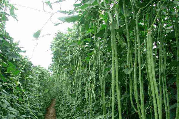 露地豆角的种植方法，可在4-5月份的时候进行