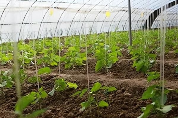 露地豆角的种植方法，可在4-5月份的时候进行