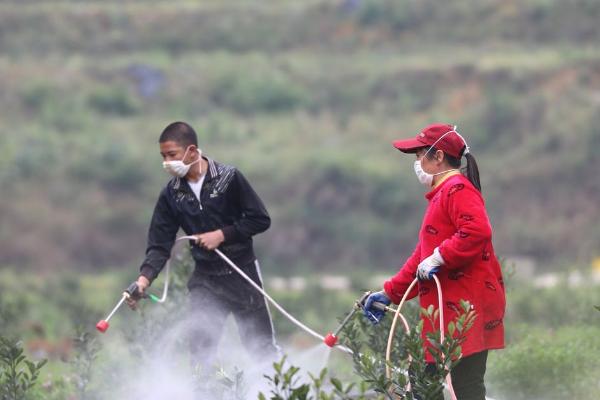 嘧菌酯防治什么病害，防治炭疽病、蔓枯病、枯萎病等