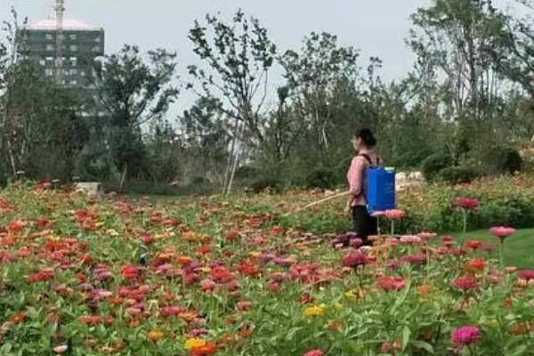 卧室适合养什么花，适合养能净化空气的花