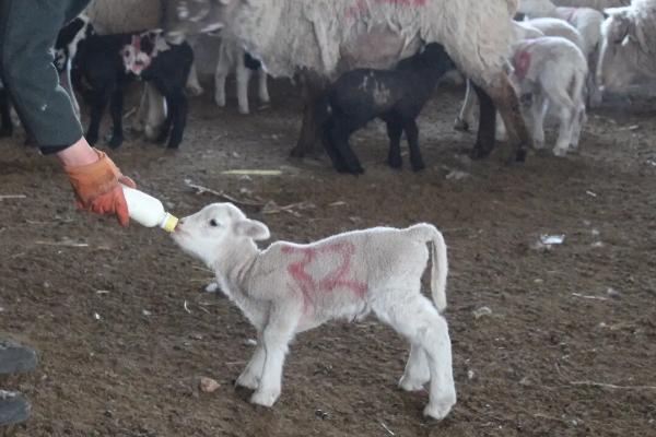 人工喂养小羊羔一次喂多少奶，根据体重、气候、个体差异来确定喂食量