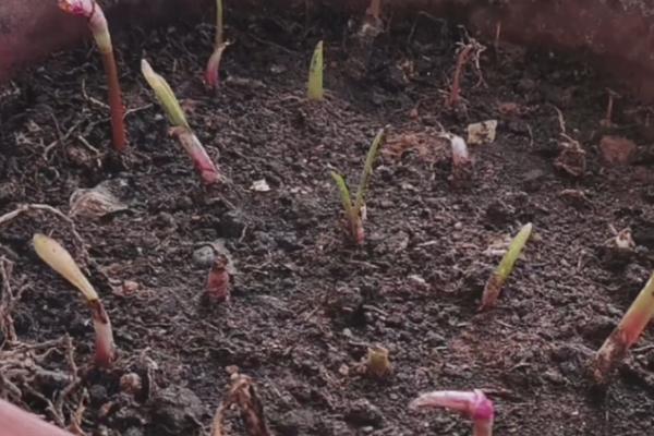 风雨兰种球的种植时间，以春季、夏季为宜