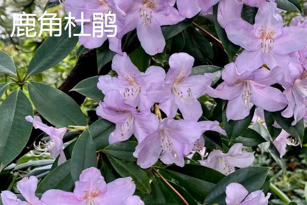 猴头杜鹃与鹿角杜鹃有什么区别，花期、果期和花色均不同