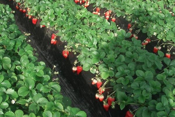 草莓十一月份能种植吗，温度低于5℃只能室内栽培