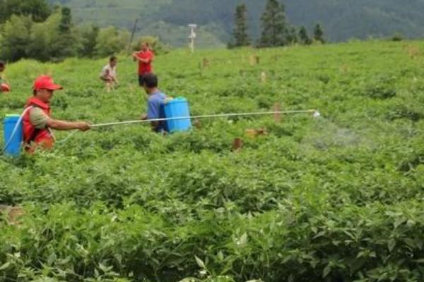 辣椒细菌性叶斑病的症状，初期呈黄绿色不规则小斑点