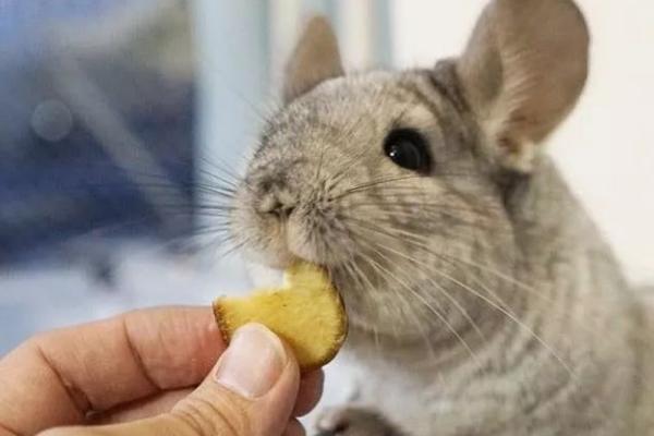 龙猫饮食的注意事项，饲料以干草为主