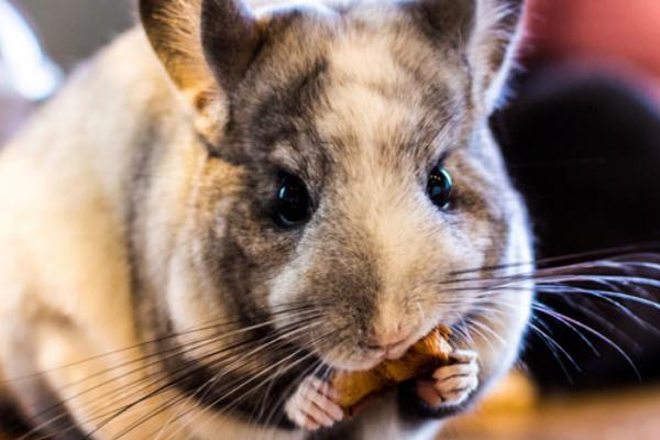 龙猫饮食的注意事项，饲料以干草为主