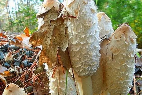 野生菌的种类，常见的有鸡枞菌、白葱菌等