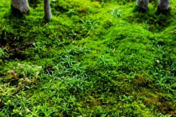 让青苔茂盛生长的方法，保持湿润并提供足够的营养