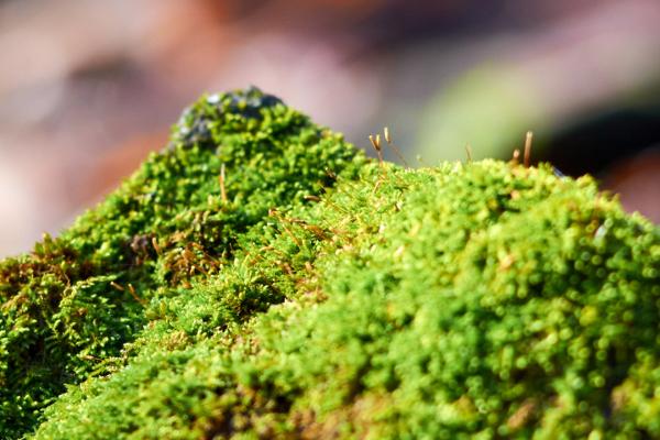 让青苔茂盛生长的方法，保持湿润并提供足够的营养