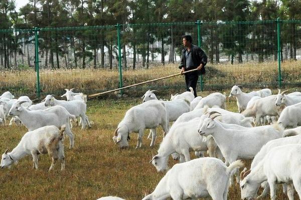 羊的品种有哪些，波尔山羊、杜泊羊、内蒙古细毛羊等品种较常见