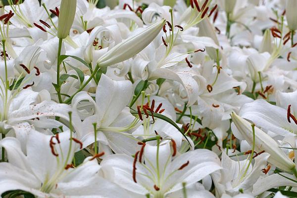 百合花的寓意，寓意和蔼慈祥、百年好合等