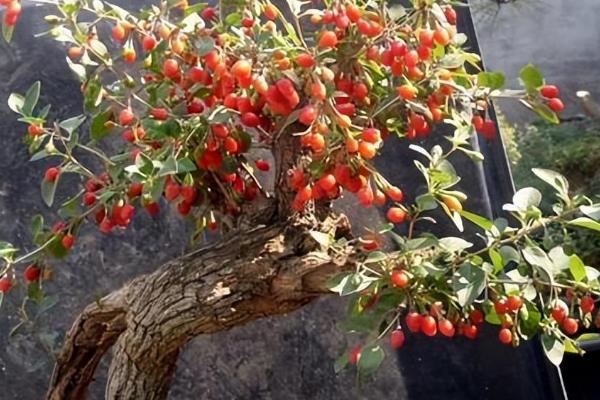 枸杞盆景的修剪方法，抹除多余的芽点、短截过高的枝条并剪除弱枝