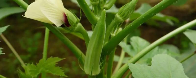 黄秋葵和黄蜀葵有什么，区别植株、叶片和花朵均不同