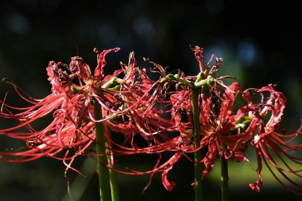 秋天彼岸花开花后怎么办，需要剪掉花葶