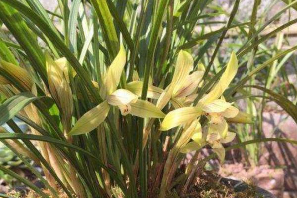 冬天怎么养殖兰花，每隔7-15天浇一次水