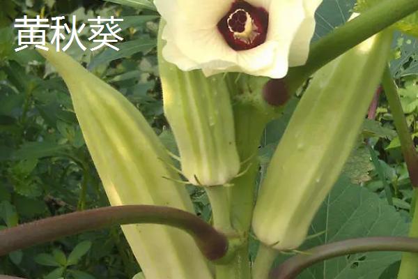 黄秋葵和黄蜀葵有什么，区别植株、叶片和花朵均不同