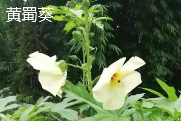 黄秋葵和黄蜀葵有什么，区别植株、叶片和花朵均不同