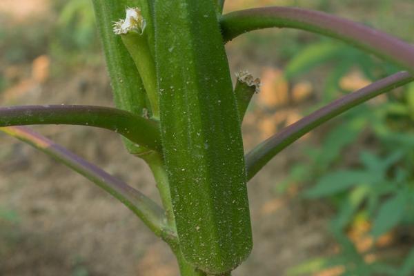 黄秋葵和黄蜀葵有什么，区别植株、叶片和花朵均不同