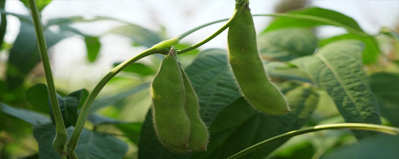 商豆1310大豆品种简介，⒉亩种植密度