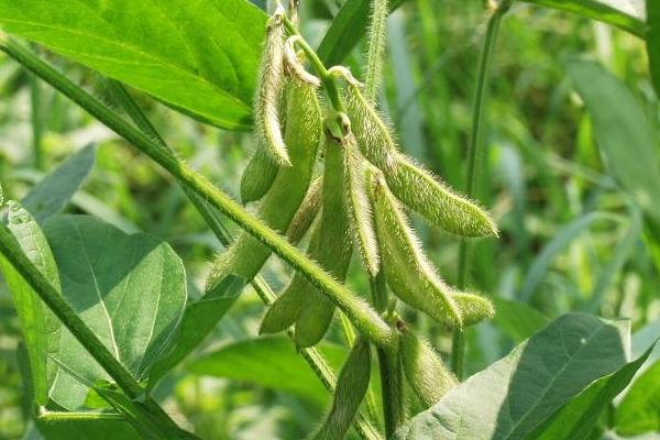 黑农83大豆品种简介，亩种植密度