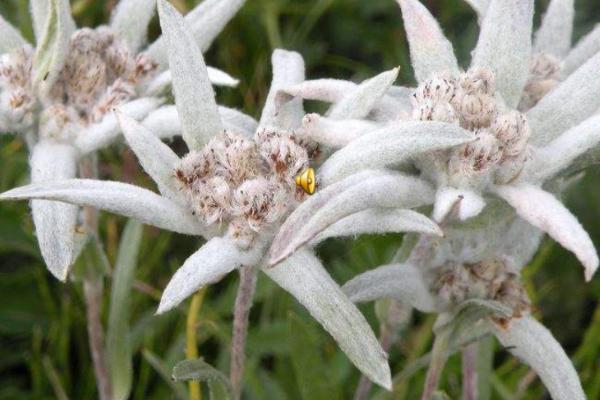 雪绒花的花语，寓意勇敢坚韧、玲珑可爱等