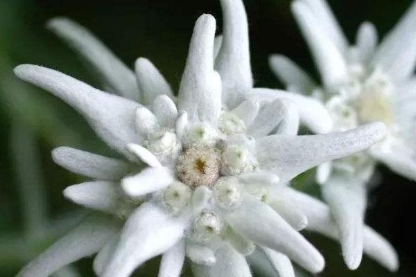 雪绒花的花语，寓意勇敢坚韧、玲珑可爱等