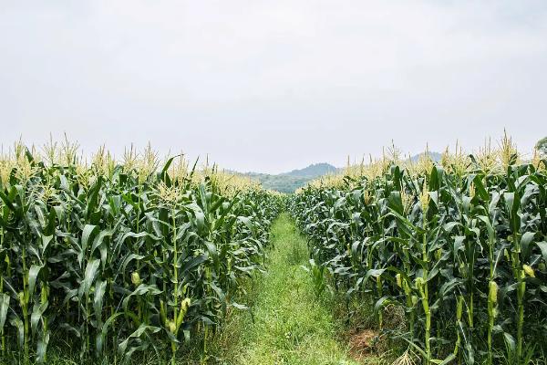 圣甜2号玉米种子介绍，抗病性接种鉴定中抗纹枯病