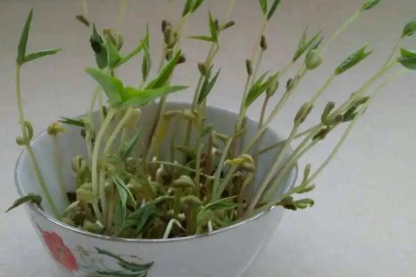 盆栽绿豆发芽了怎么种植，选择陶制或塑料花盆种植为佳